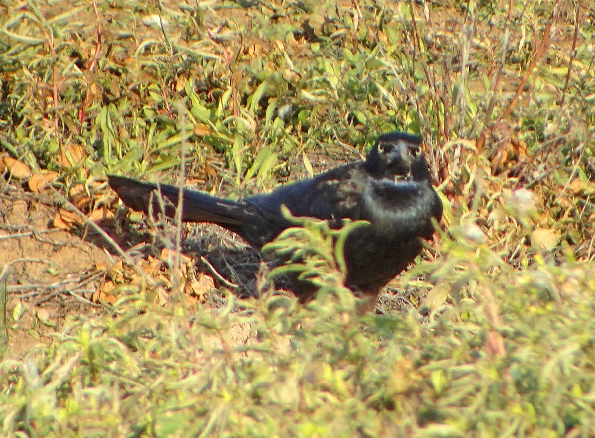 Great-tailed Grackle - ML92151571