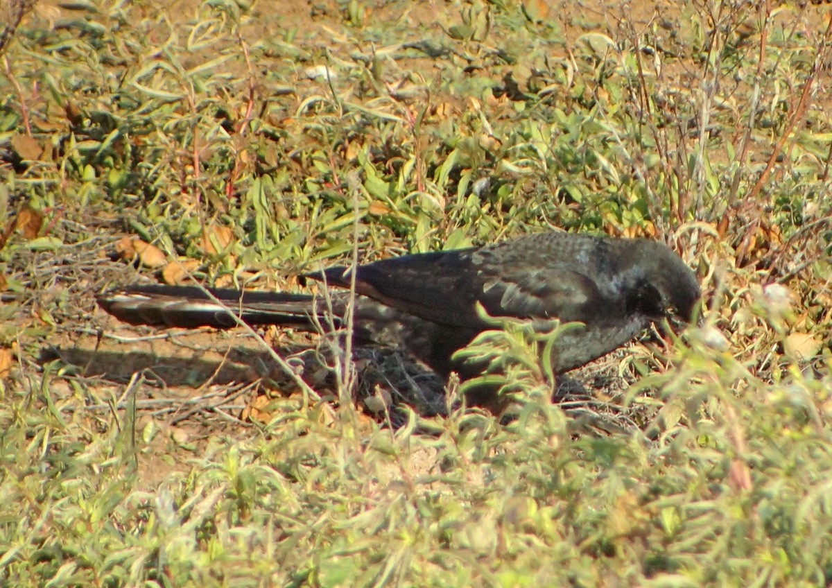 Great-tailed Grackle - ML92151581