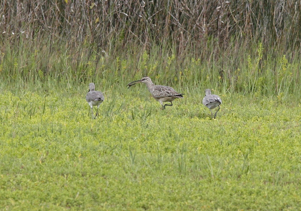 Whimbrel (Hudsonian) - ML92151701
