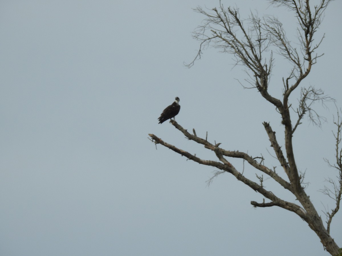 Osprey - Viviana Giqueaux