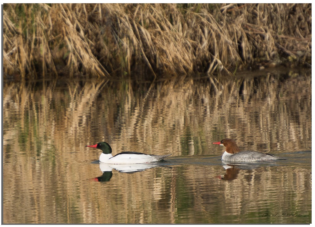 Common Merganser - ML92152111