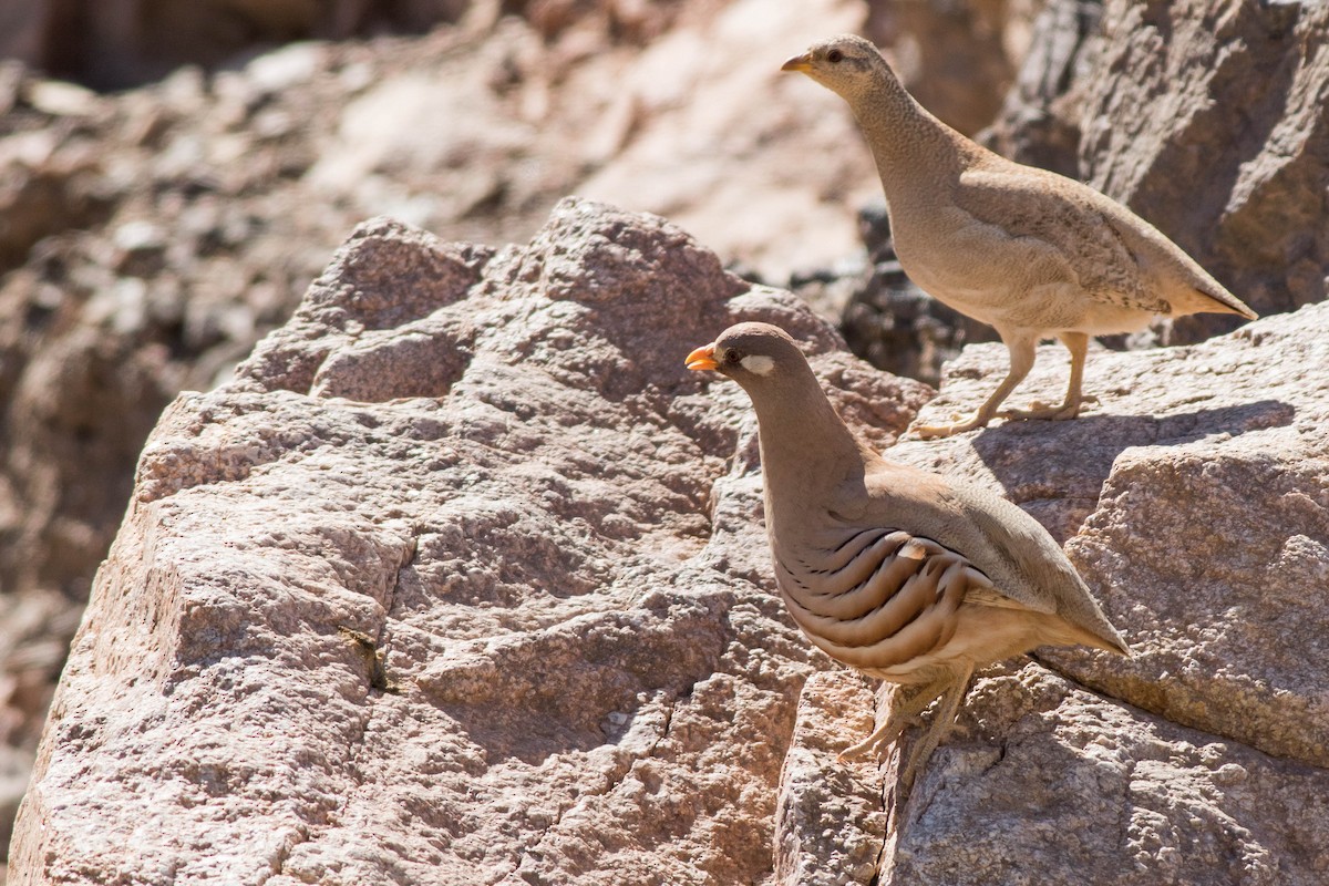 Sand Partridge - Doug Gochfeld