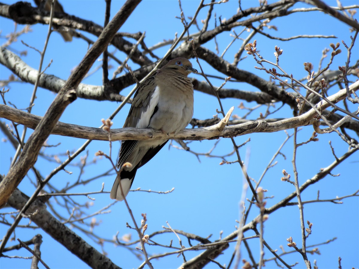 White-winged Dove - ML92152781