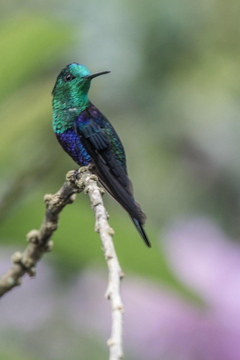 kolibřík vidloocasý - ML92152871