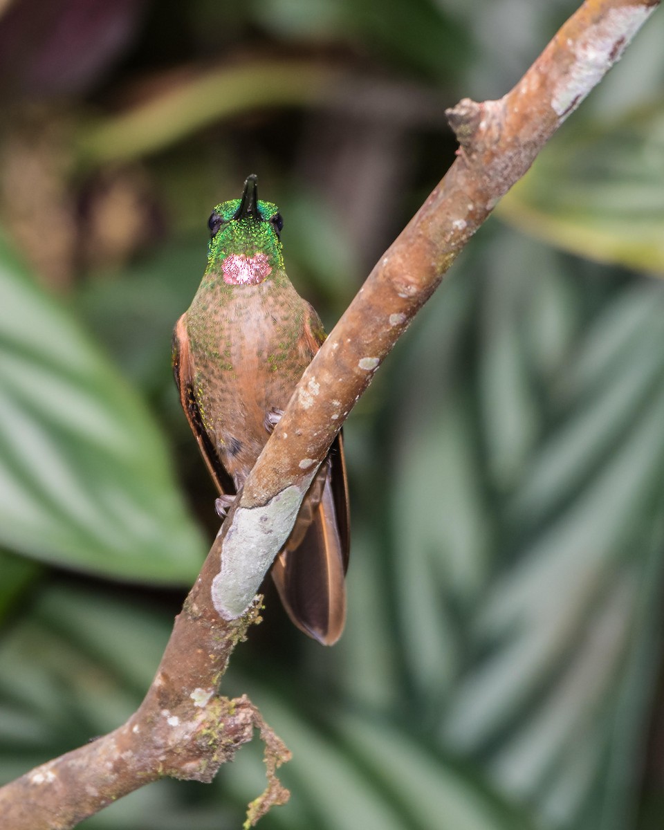kolibřík hnědobřichý - ML92152981