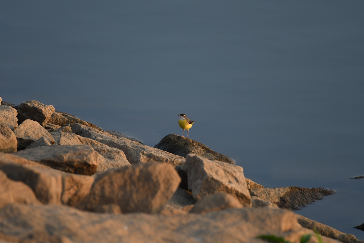 Gray Wagtail - Yi-Chia Tseng