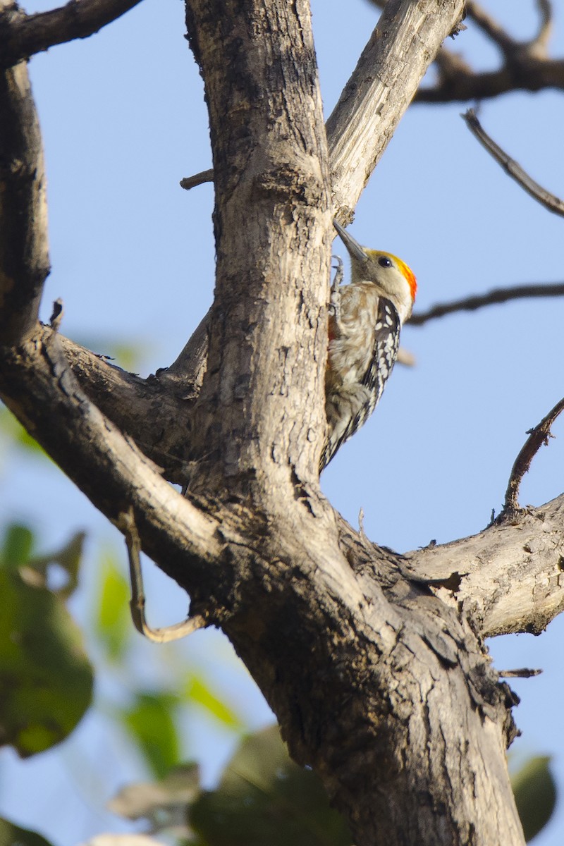 Yellow-crowned Woodpecker - ML92153861
