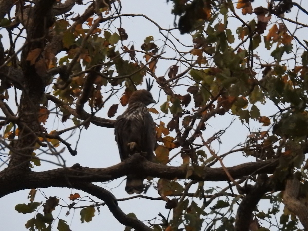 Изменчивый хохлатый орёл (cirrhatus/ceylanensis) - ML92154021