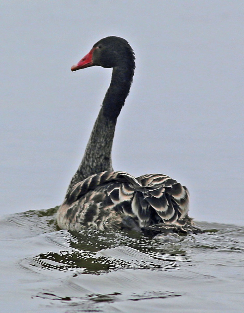 Black Swan - ML92154181