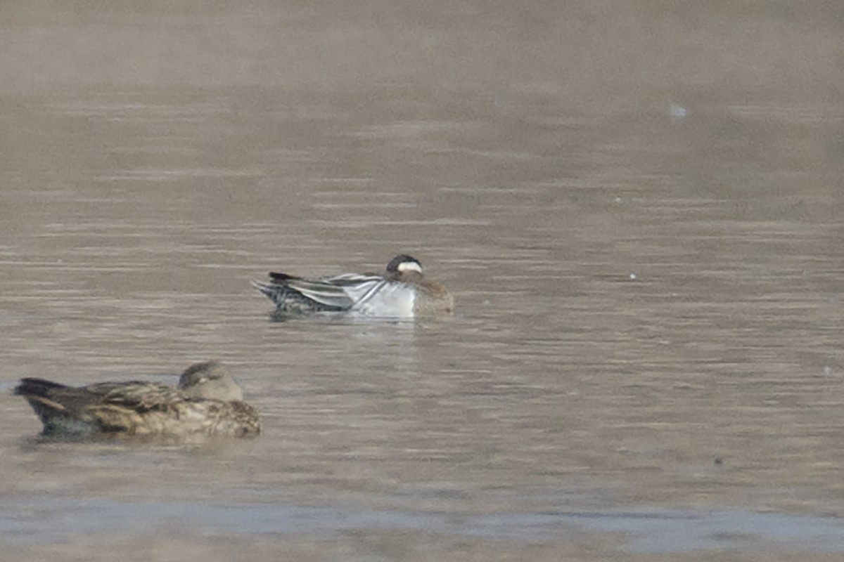 Garganey - ML92154801