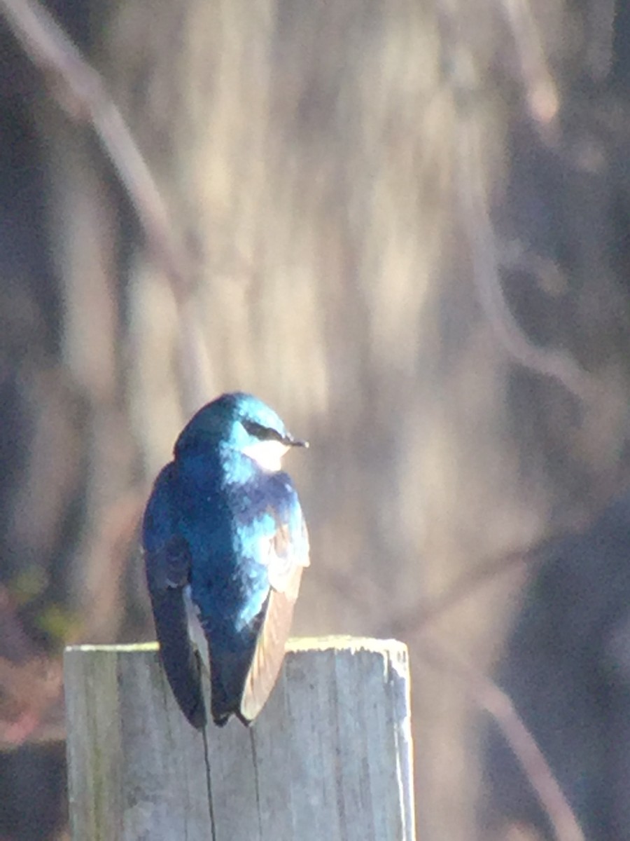 Tree Swallow - ML92154981