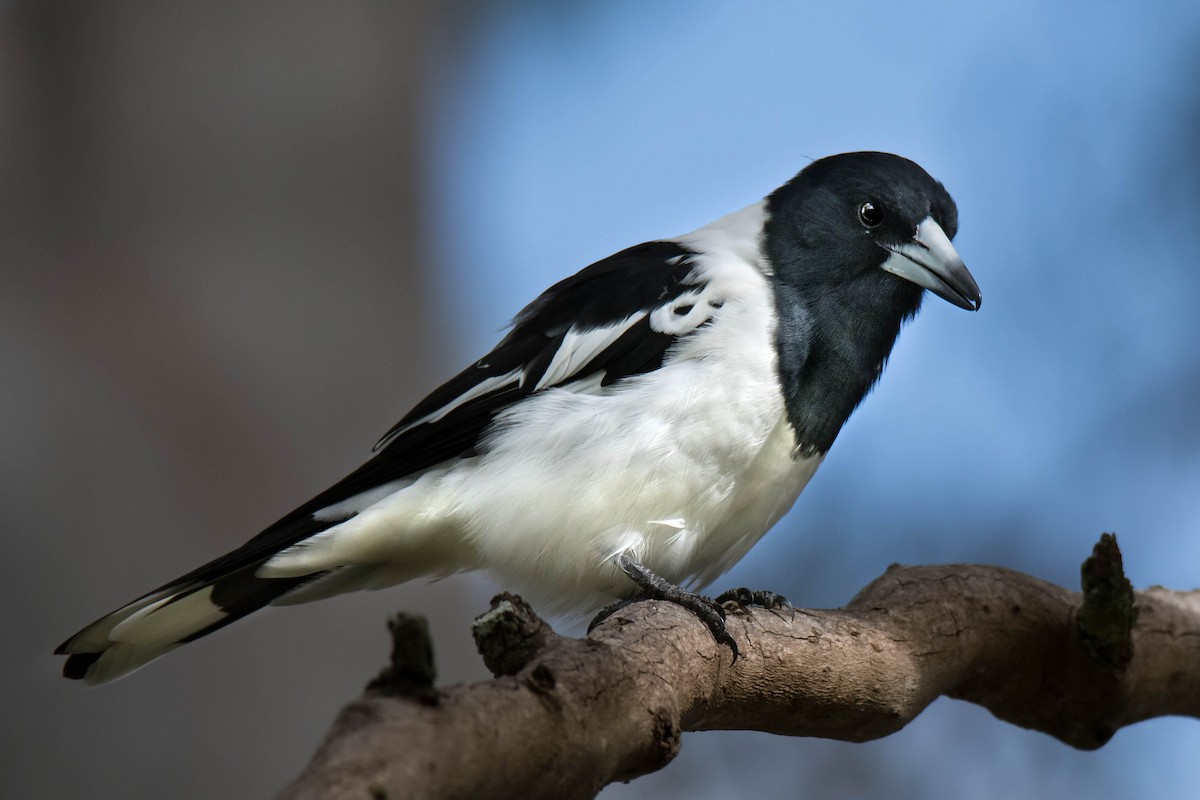 Pied Butcherbird - ML92155221