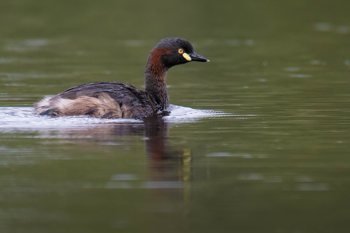 Australasian Grebe - ML92155351