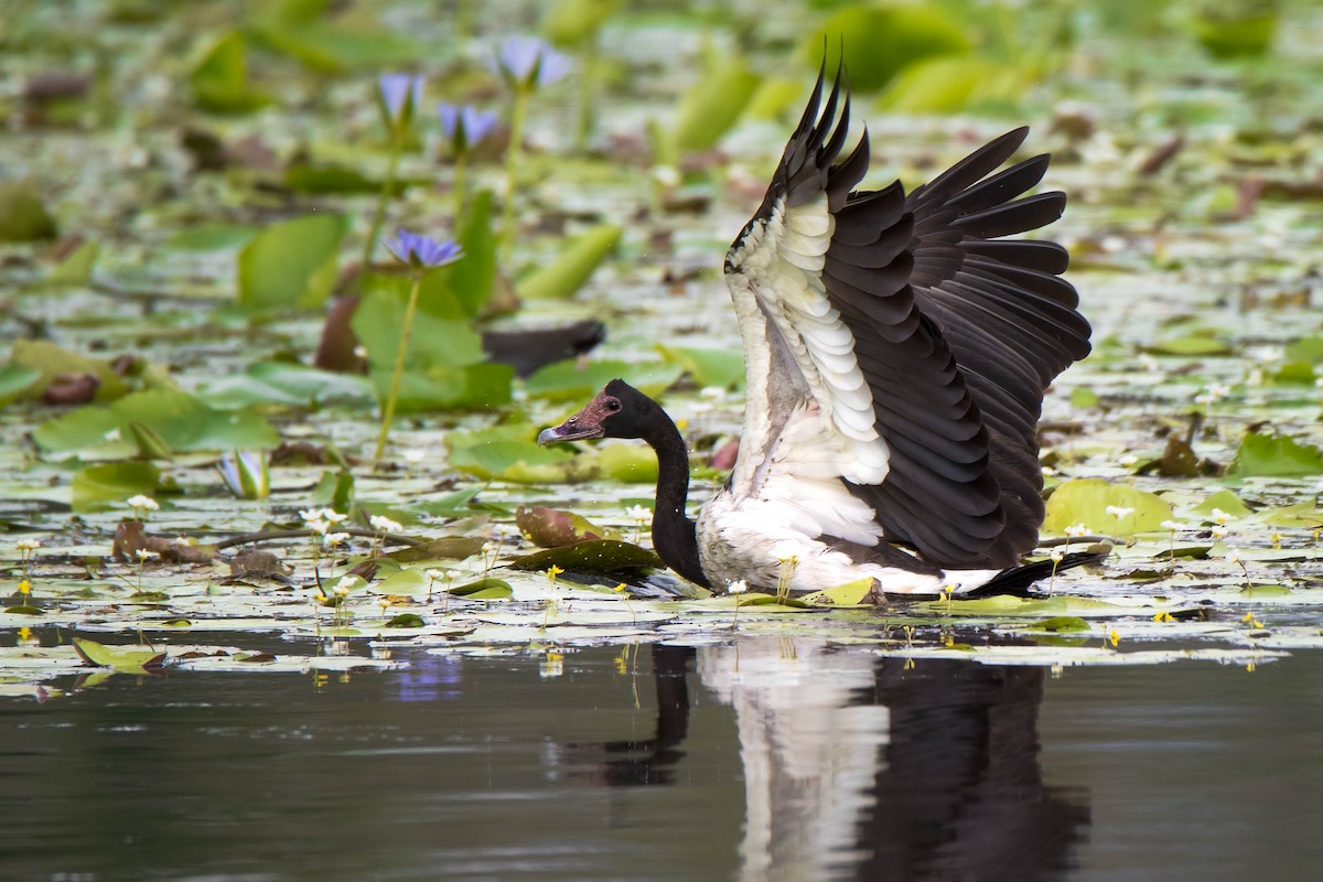 Magpie Goose - ML92155441