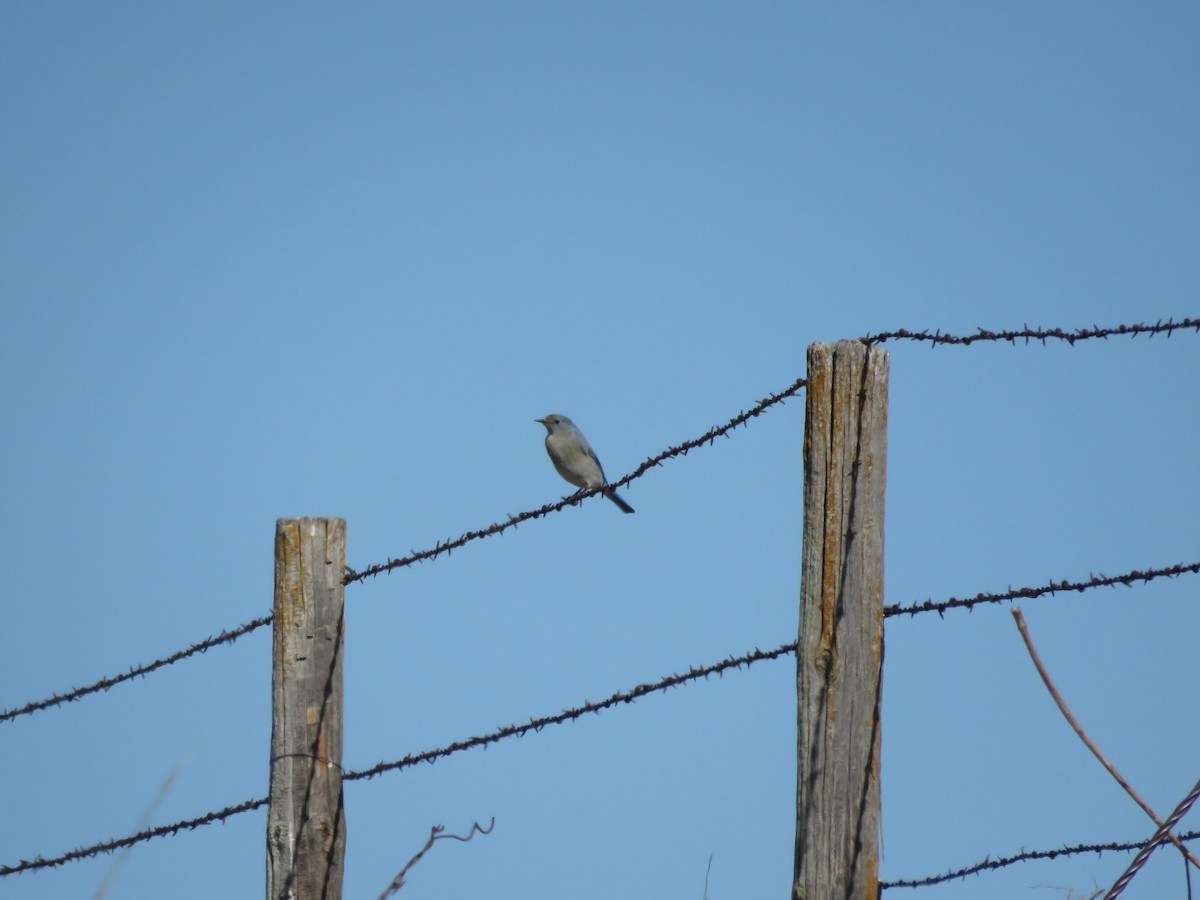 Mountain Bluebird - ML92157041