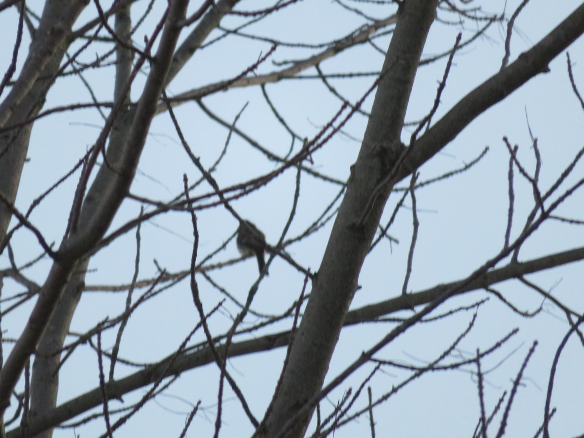 Eastern Phoebe - ML92158371