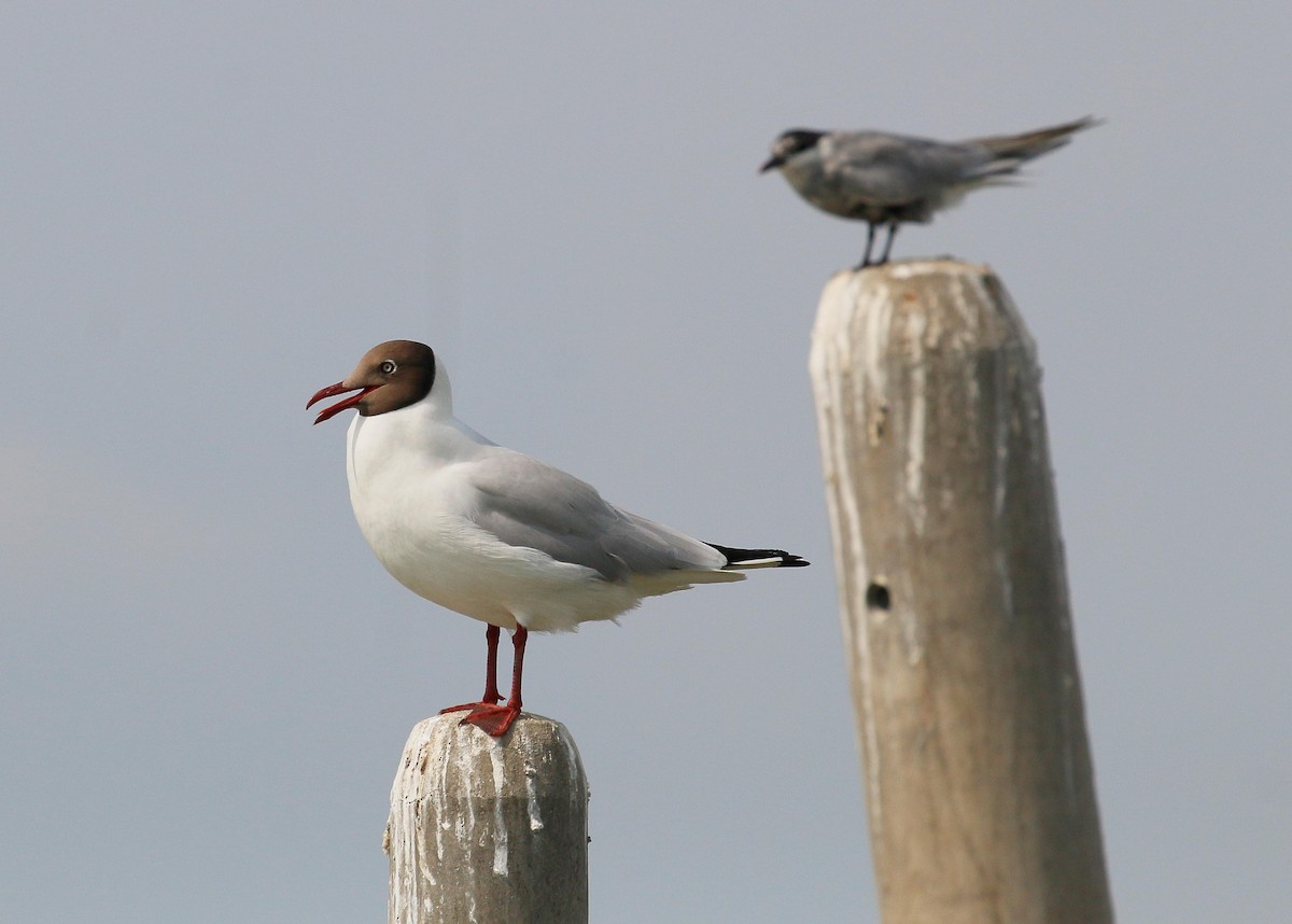 Brown-headed Gull - Neoh Hor Kee