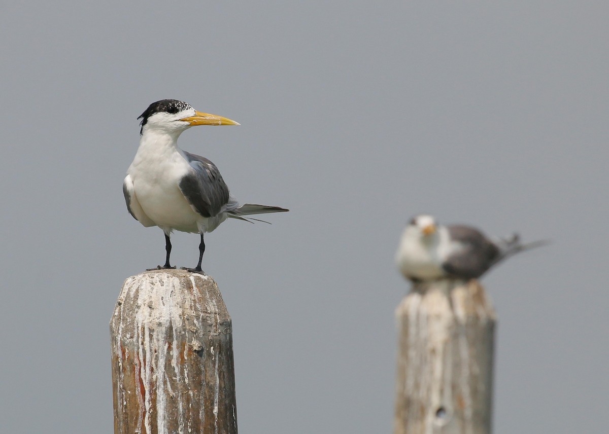 鳳頭燕鷗 - ML92158731