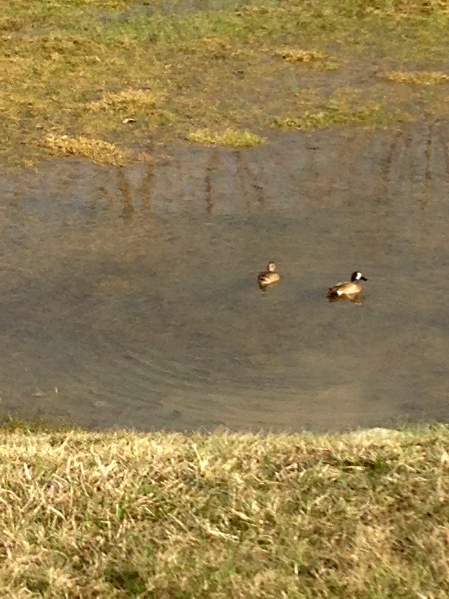 Blue-winged Teal - ML92159291