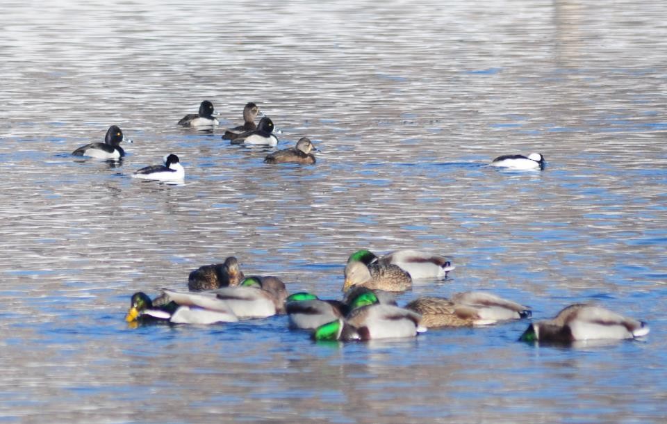 Ring-necked Duck - Matthew Gasner