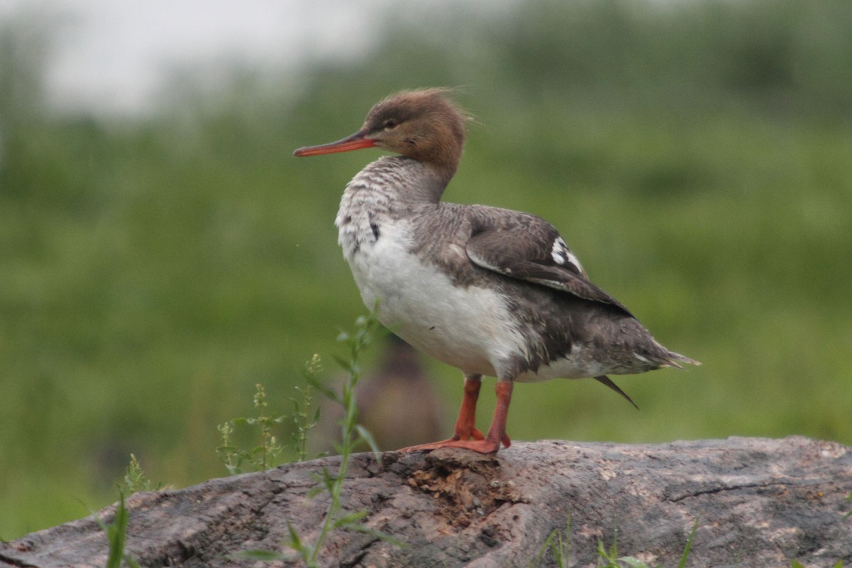 Red-breasted Merganser - ML92164661