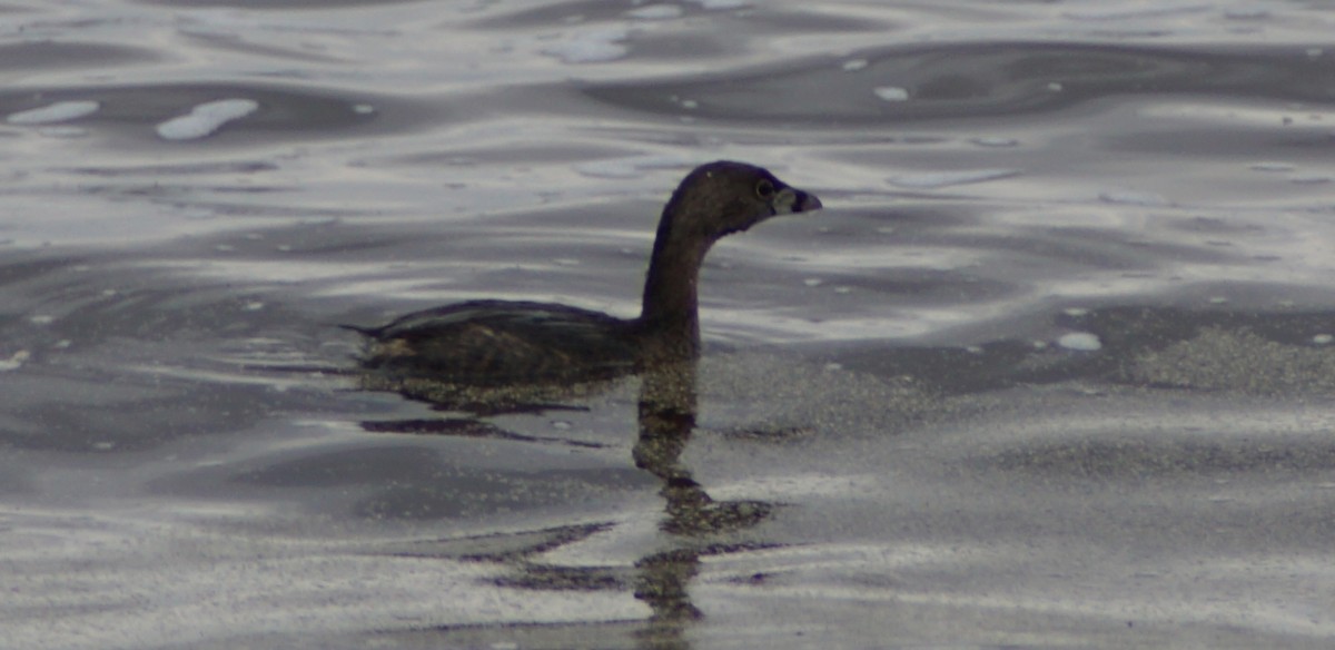 Pied-billed Grebe - ML92164801