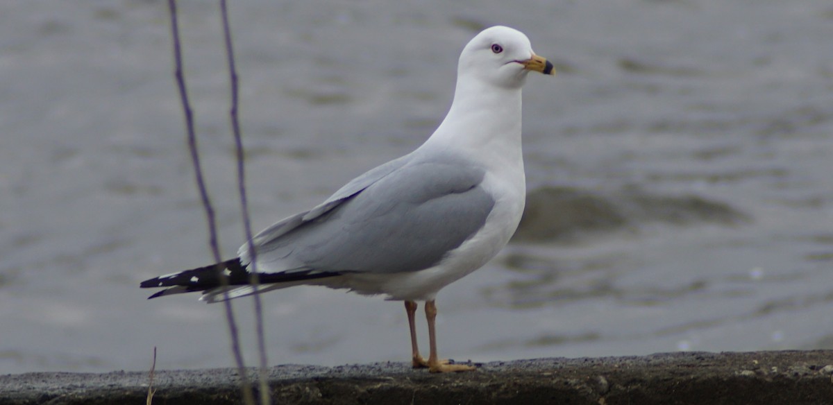 Ring-billed Gull - ML92164871