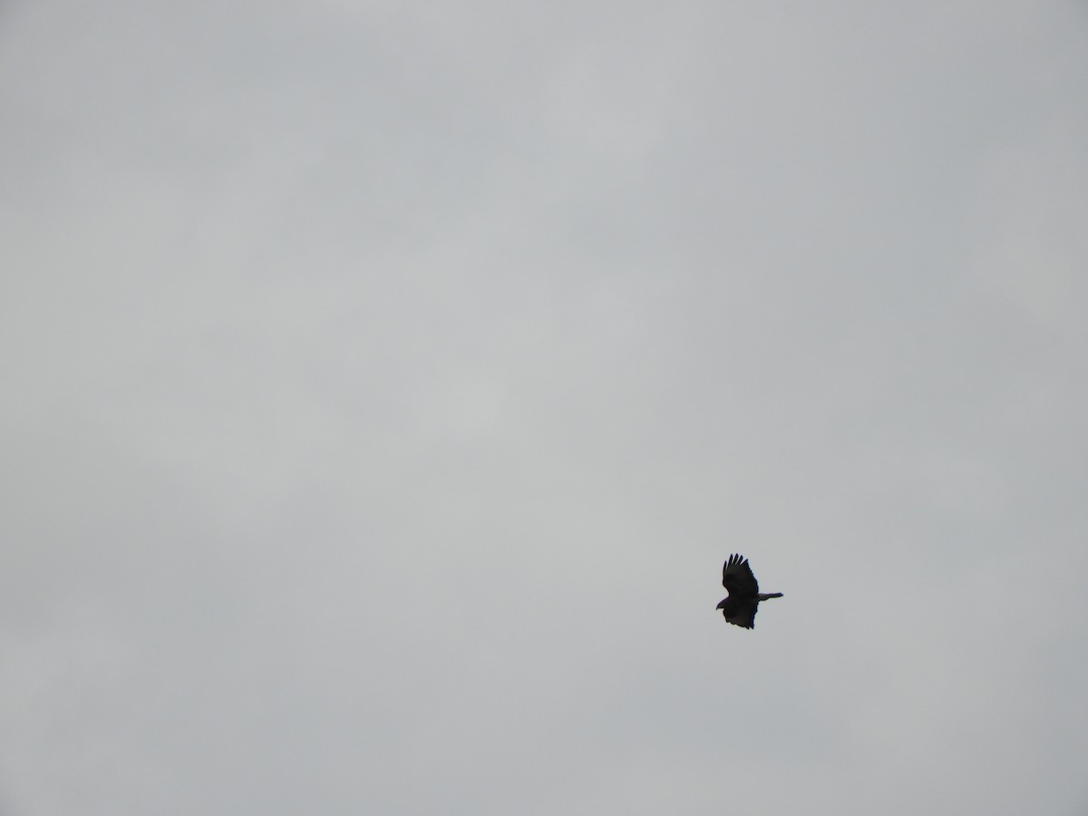 Common Buzzard - Miroslav Mareš