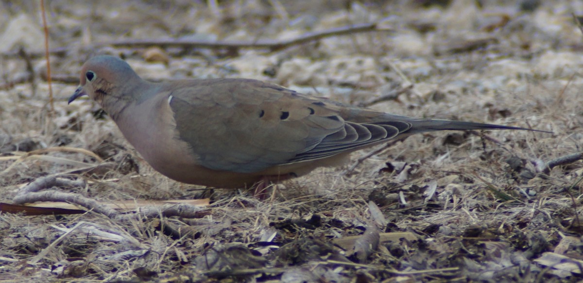 Mourning Dove - ML92164921