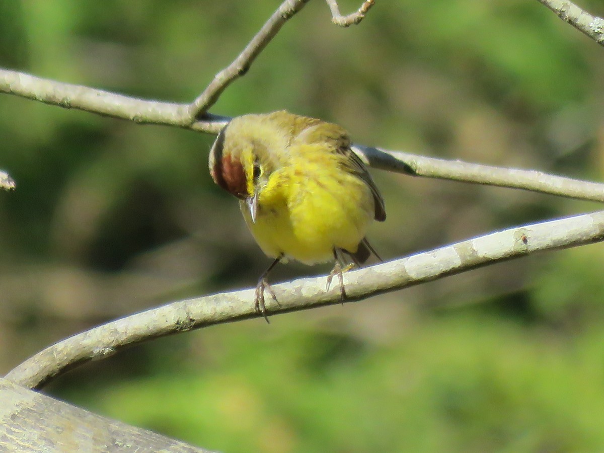 Palm Warbler - ML92165681
