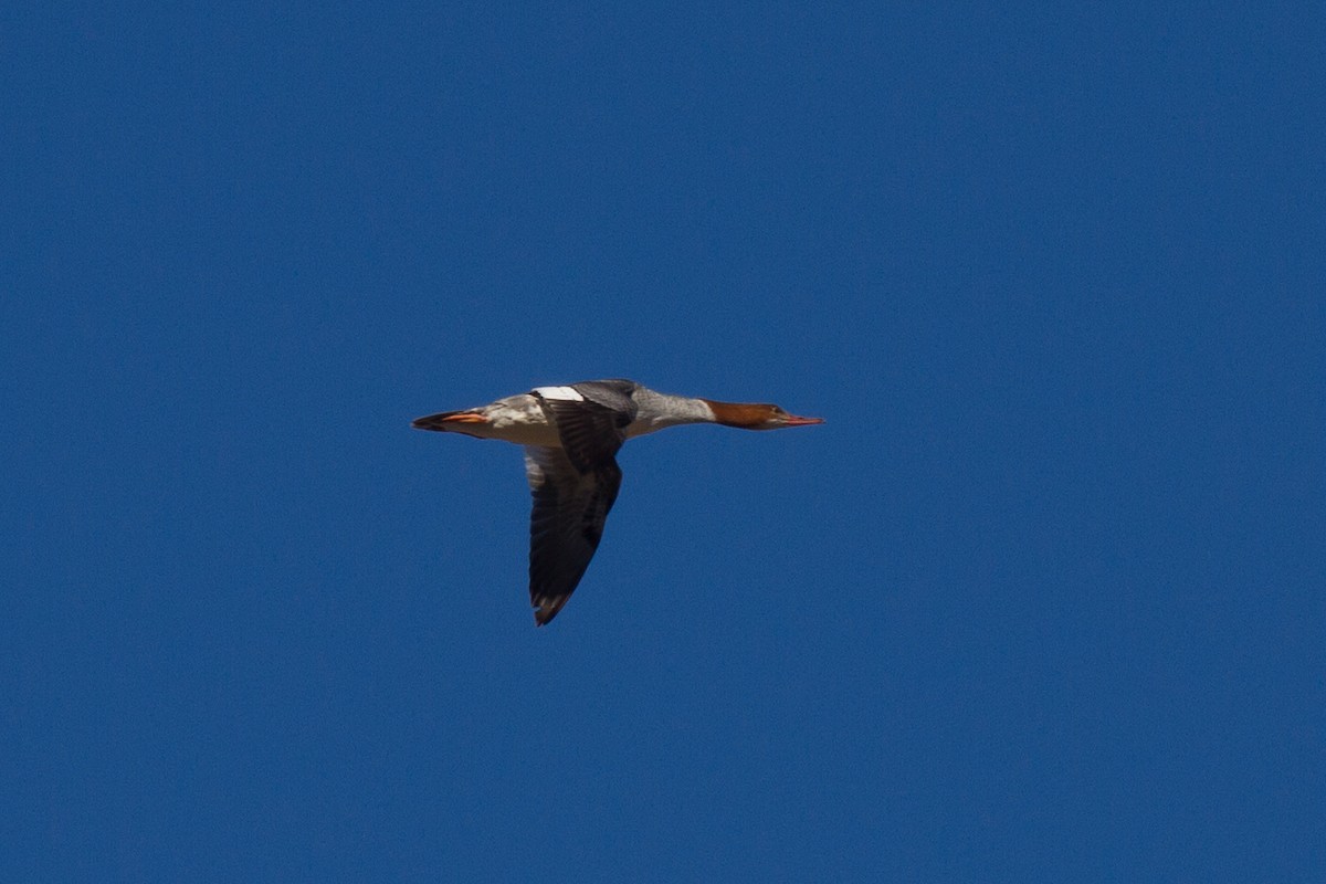 Common Merganser - ML92166891