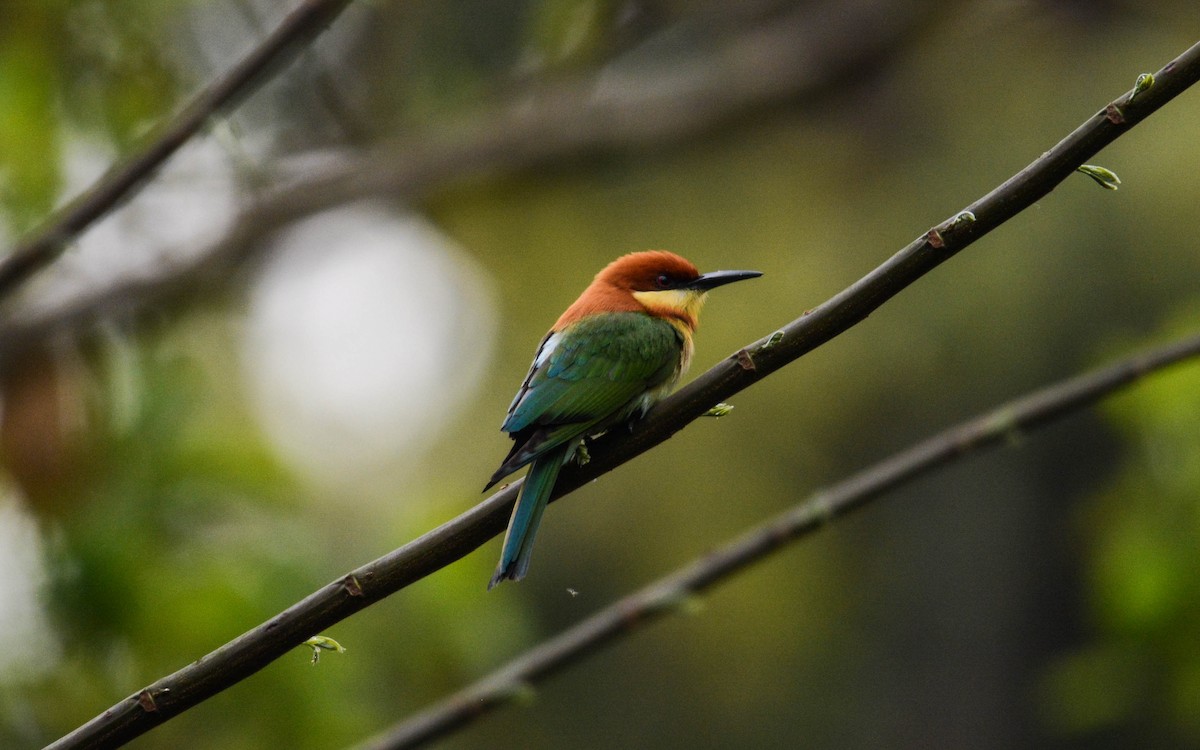 Chestnut-headed Bee-eater - Jitendra Sarmah