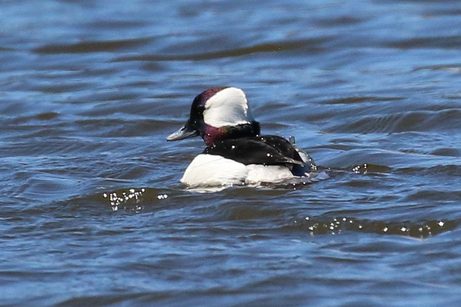 Bufflehead - ML92168131