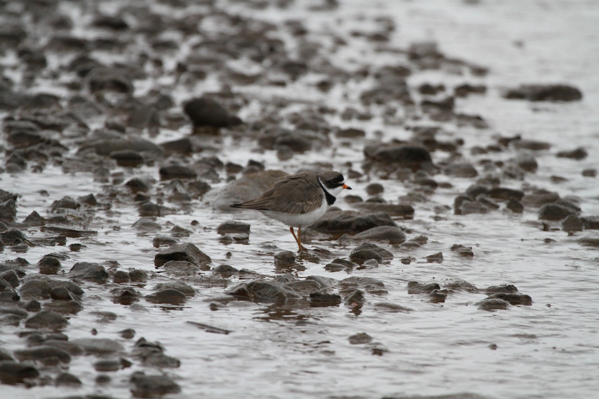 Semipalmated Plover - ML92168341