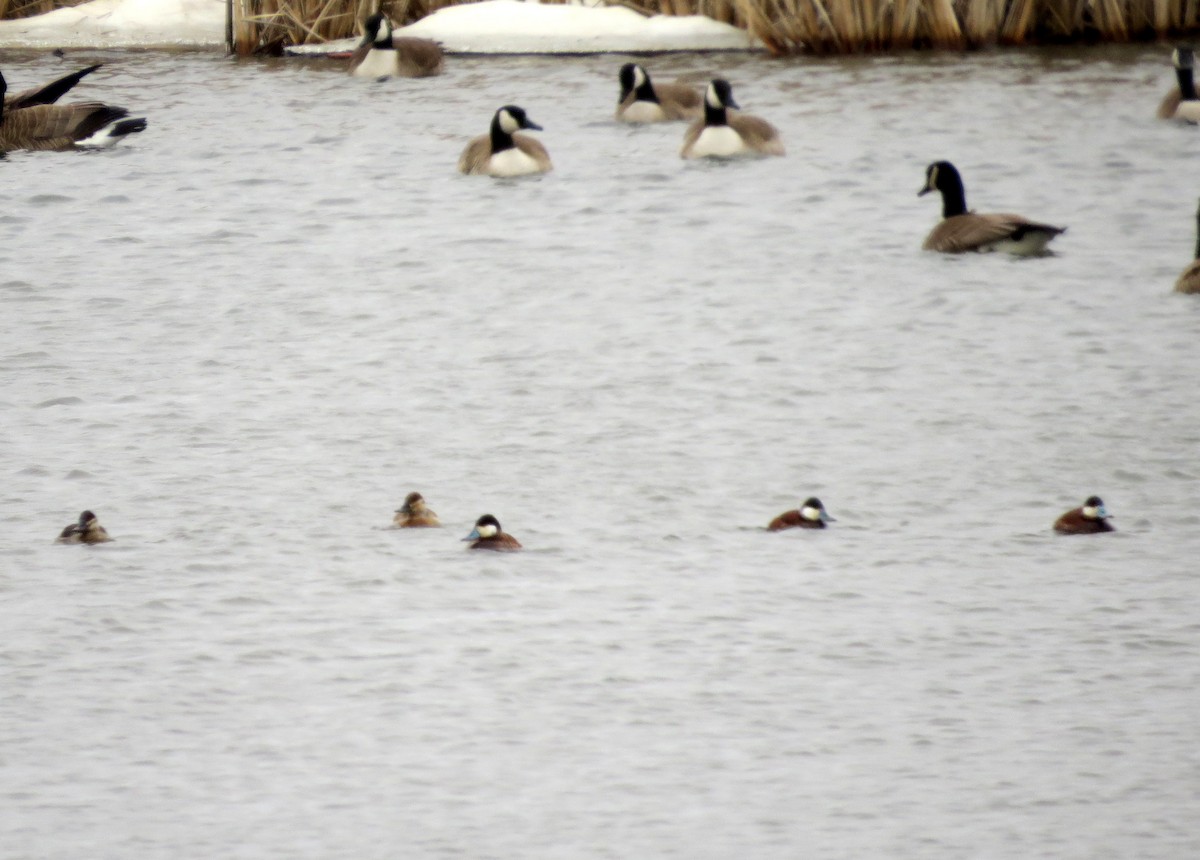 Ruddy Duck - ML92168641