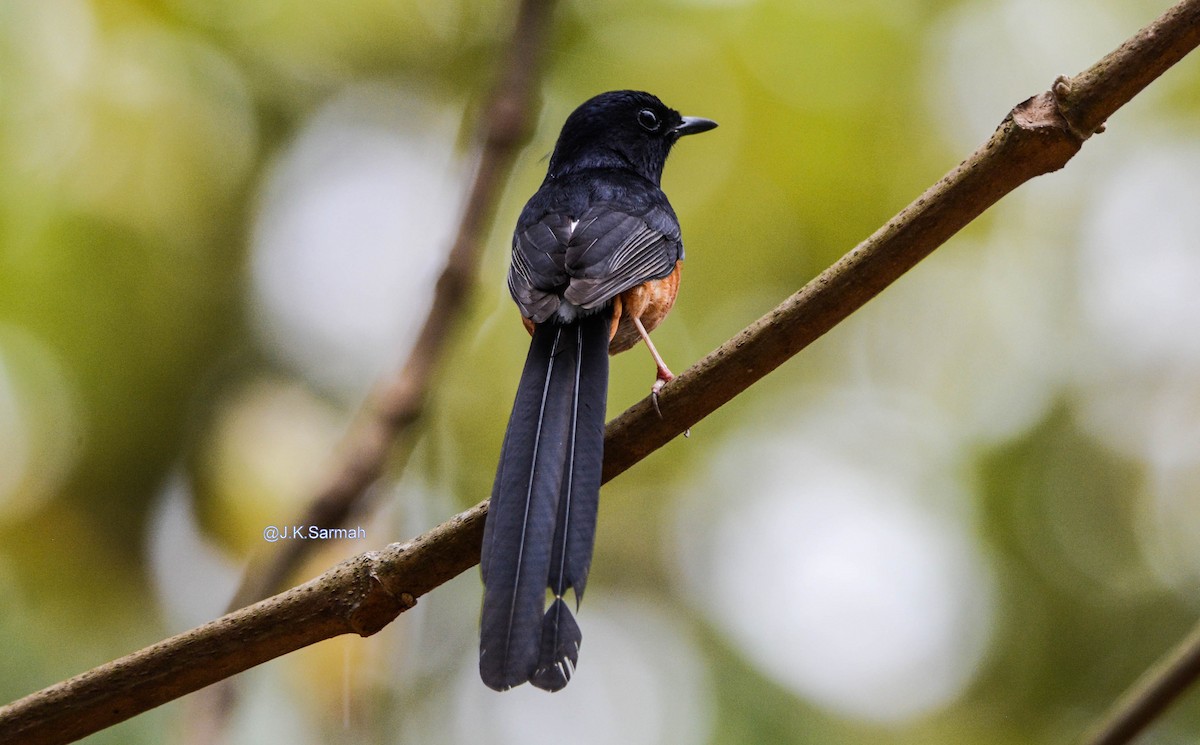 White-rumped Shama - ML92168671