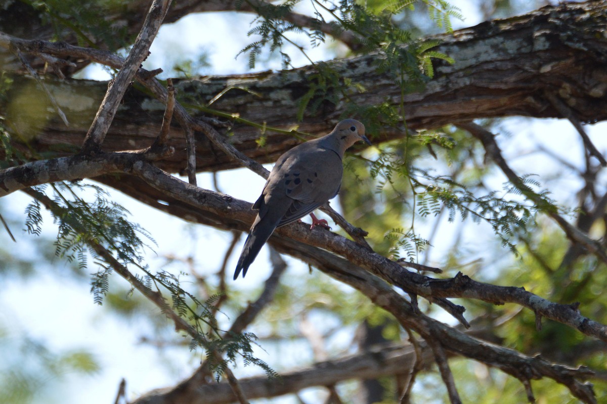 Mourning Dove - ML92168891