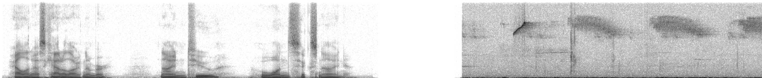 Андский кларино (ralloides) - ML92169