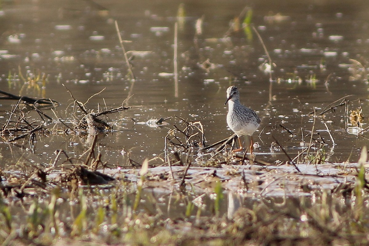 Lesser Yellowlegs - Anonymous