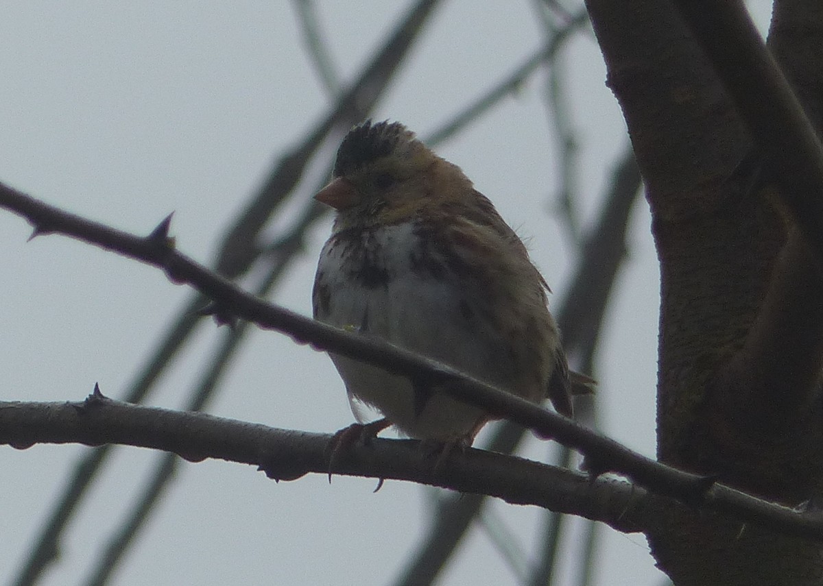 Harris's Sparrow - ML92170171