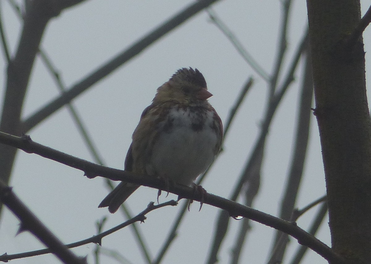 Harris's Sparrow - ML92170211