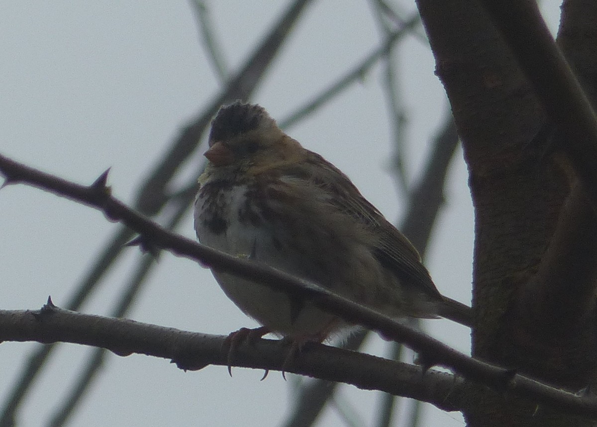 Harris's Sparrow - ML92170281