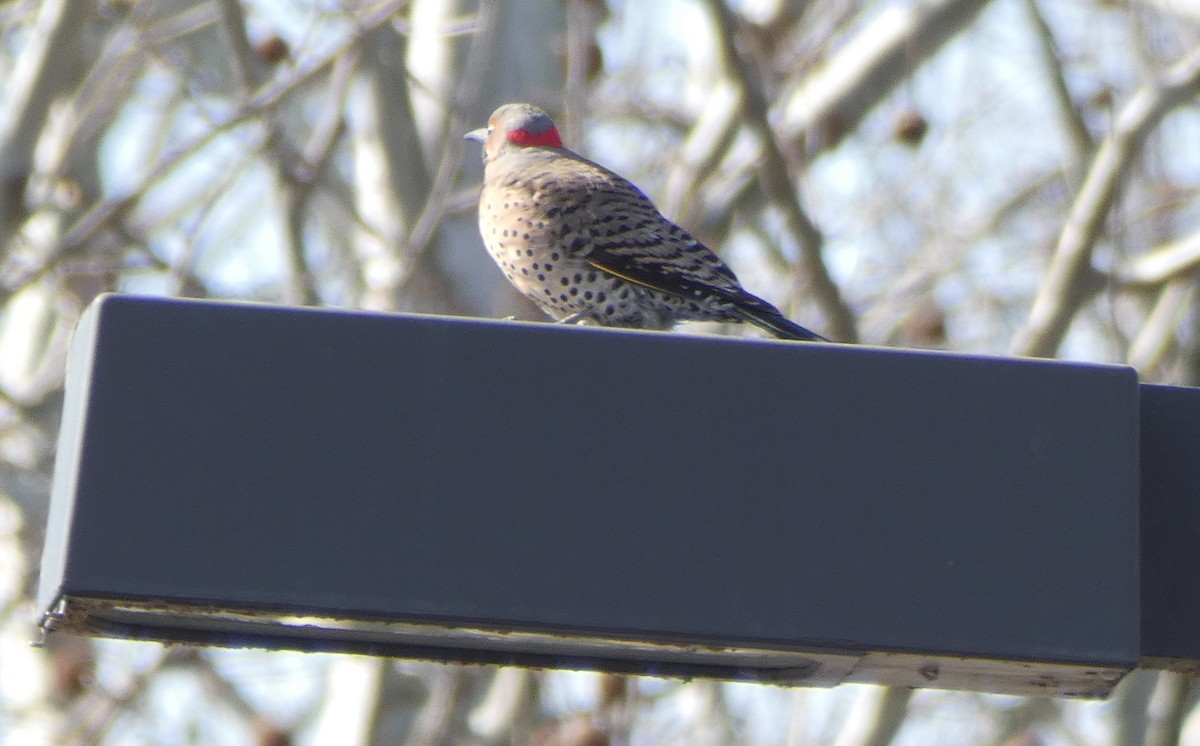 Northern Flicker - ML92170431