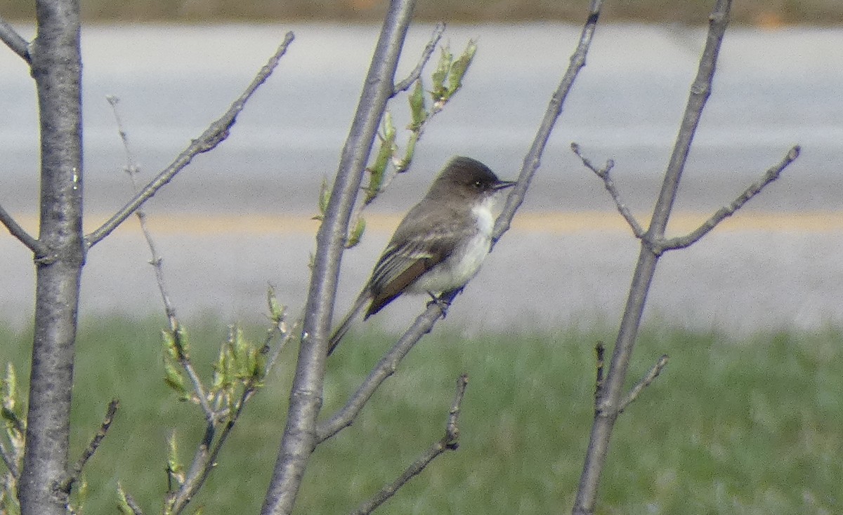 Eastern Phoebe - ML92170511