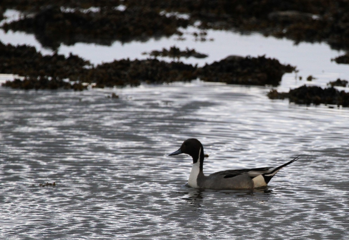 Northern Pintail - ML92170931