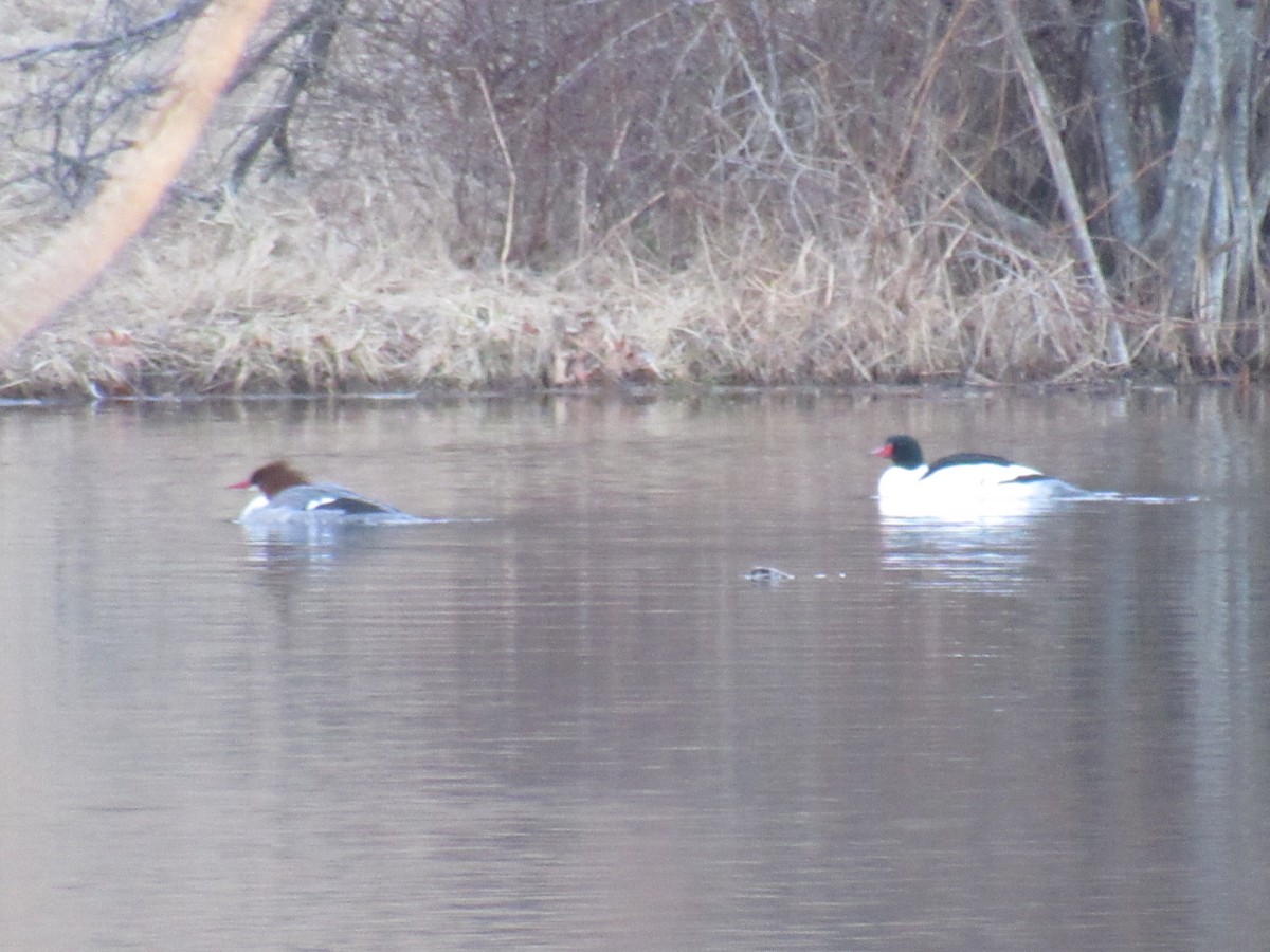 Common Merganser - John Coyle