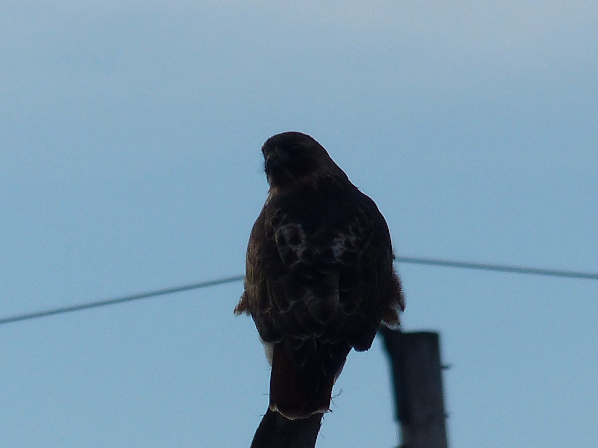 Red-tailed Hawk - ML92171961