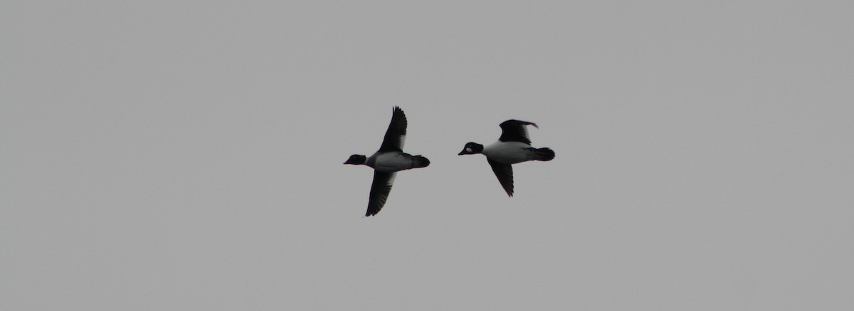 Common Goldeneye - Antoine Sénéchal