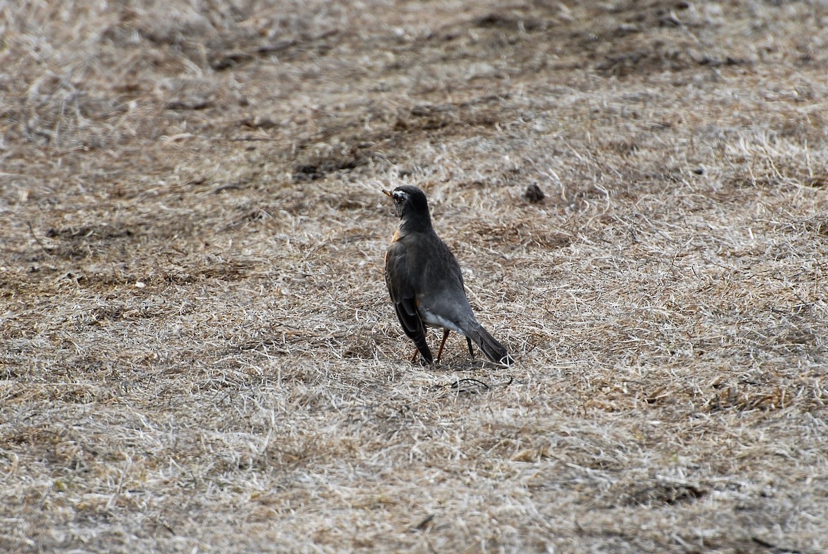 American Robin - ML92172801