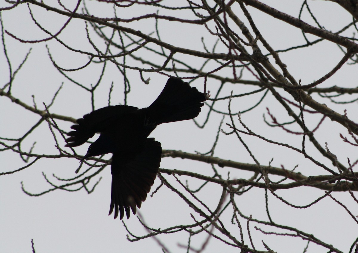 Common Grackle - Antoine Sénéchal